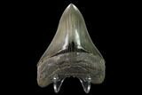 Serrated, Fossil Megalodon Tooth - Collector Quality! #145415-3